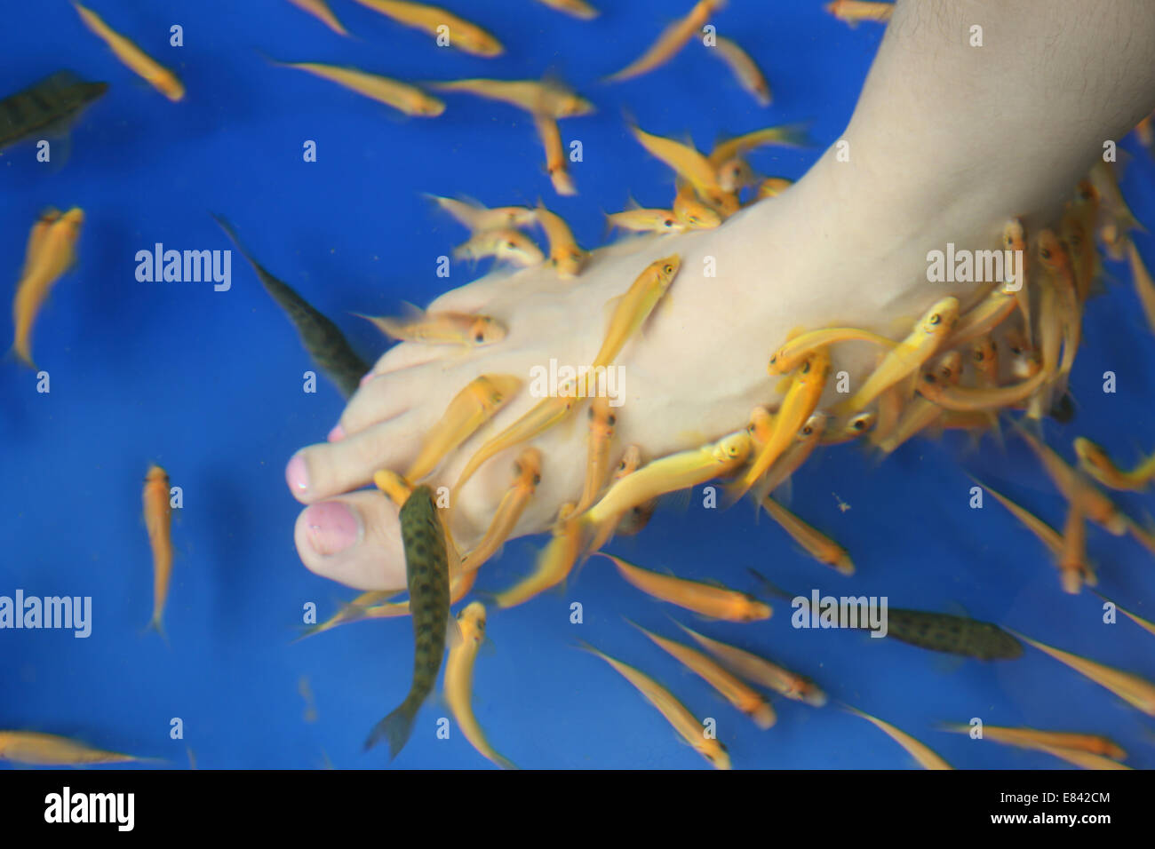 Pesce Spa per piede la terapia della pelle Foto Stock