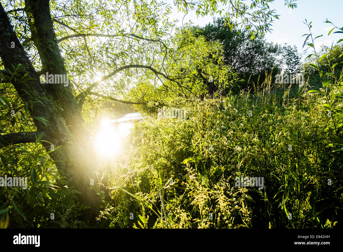 Una calda serata estiva - Sole scintillante attraverso i rami di un albero lungo il fiume, Rheidol River, Wales UK (BHZ) Foto Stock
