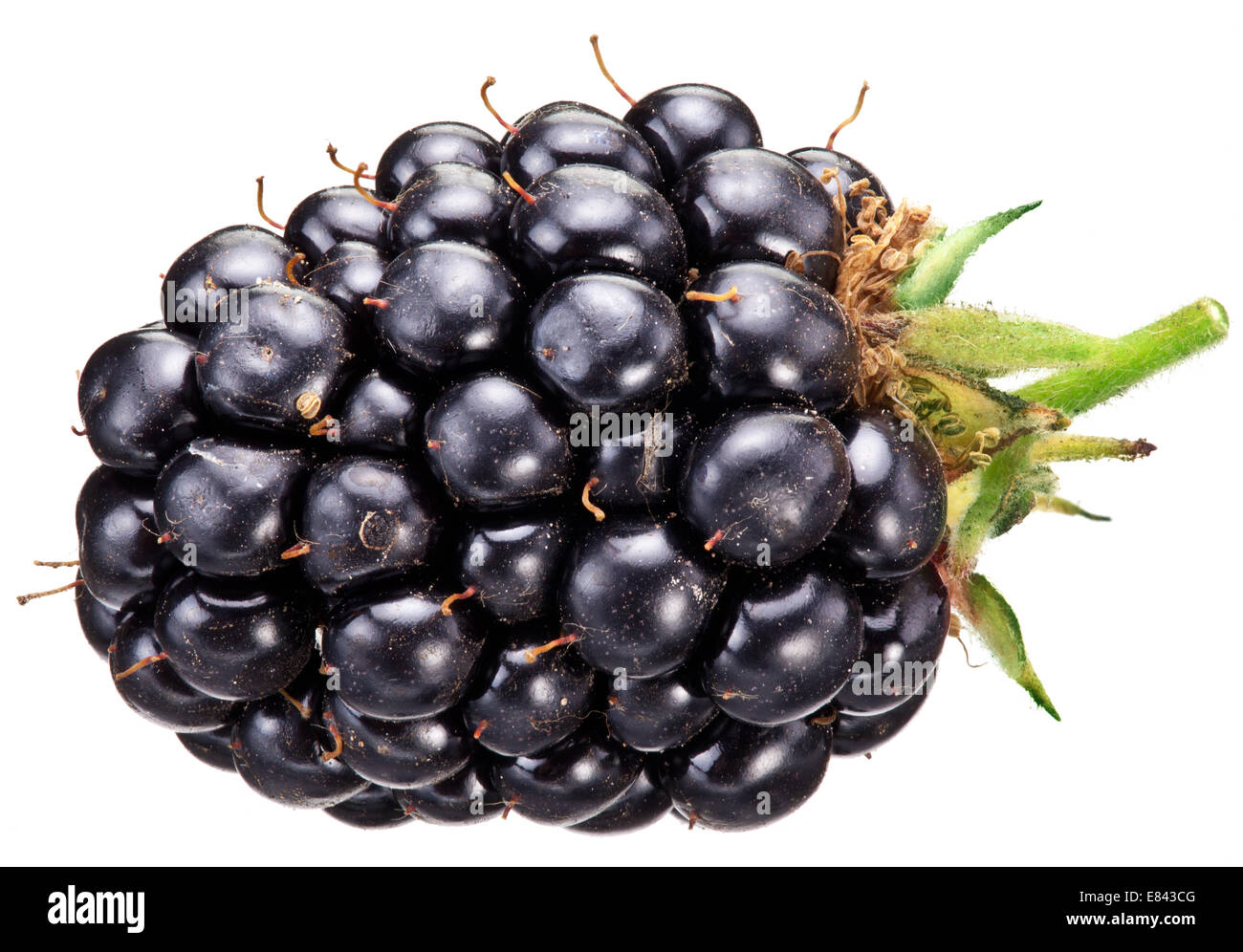 Blackberry isolate su sfondo bianco. Macro shot. Foto Stock
