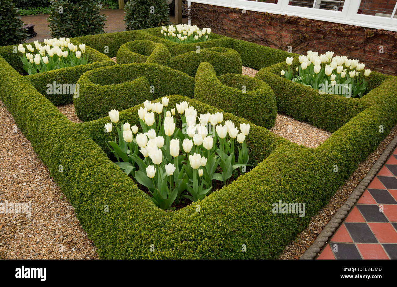 Knot Garden, con siepi di bosso e tulipani bianco in un giardino privato a Wimborne. Designer Carol Pytlik. Il Dorset. Foto Stock