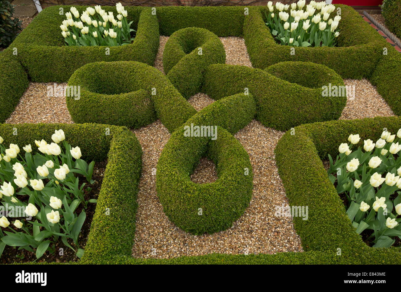 Knot Garden, con siepi di bosso e tulipani bianco in un giardino privato a Wimborne. Designer Carol Pytlik. Il Dorset. Foto Stock