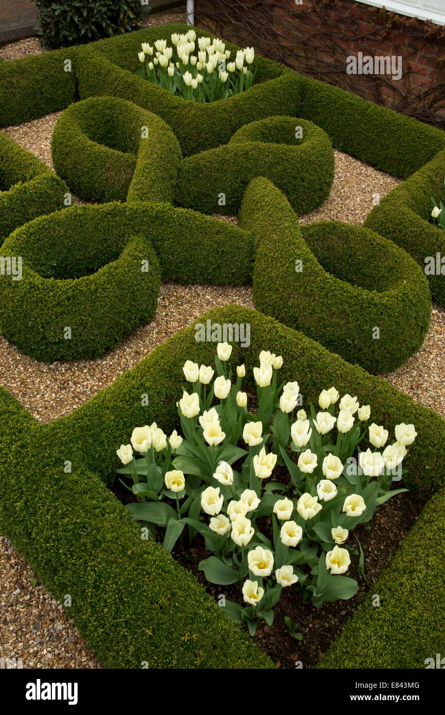 Knot Garden, con siepi di bosso e tulipani bianco in un giardino privato a Wimborne. Designer Carol Pytlik. Il Dorset. Foto Stock