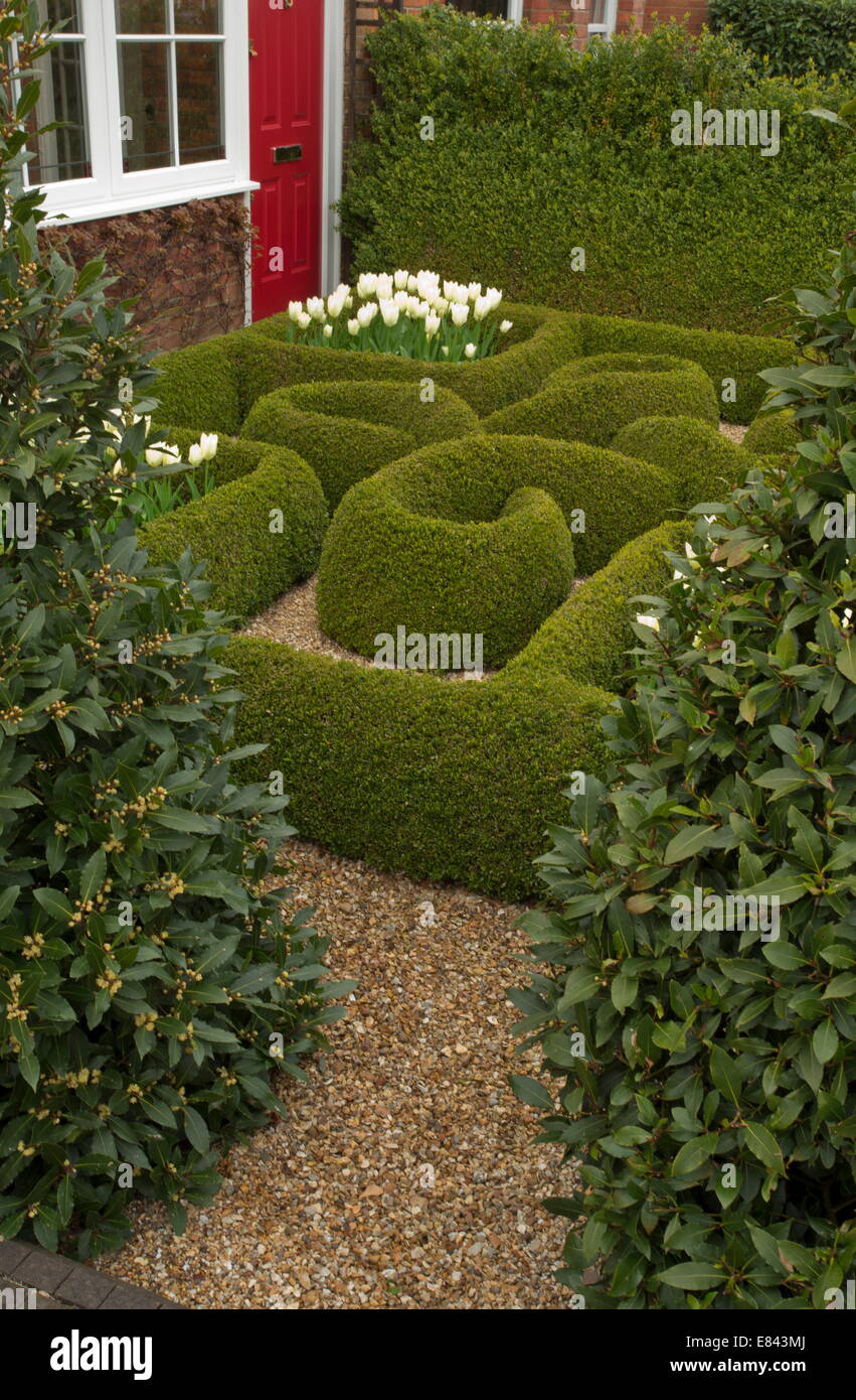Knot Garden, con siepi di bosso e tulipani bianco in un giardino privato a Wimborne. Designer Carol Pytlik. Il Dorset. Foto Stock