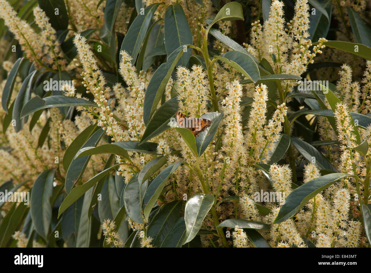 Overwintered grande tartaruga butterfly alimentazione su cherry alloro in primavera. La Grecia. Foto Stock