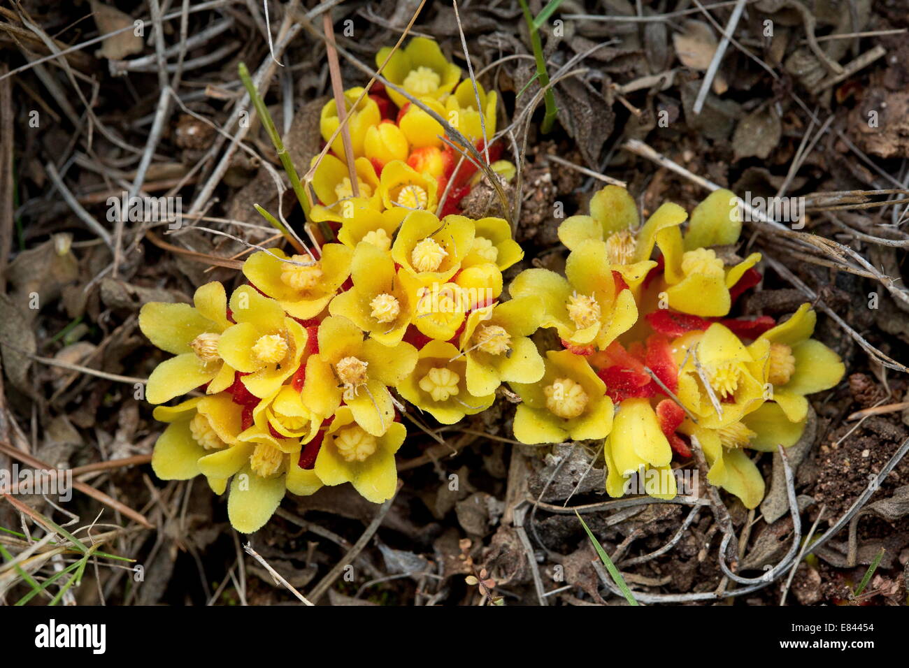 Un parassita su sun-roses, cisto spp - Cytinus hypocistis in garrigue, Chios, Grecia. Foto Stock