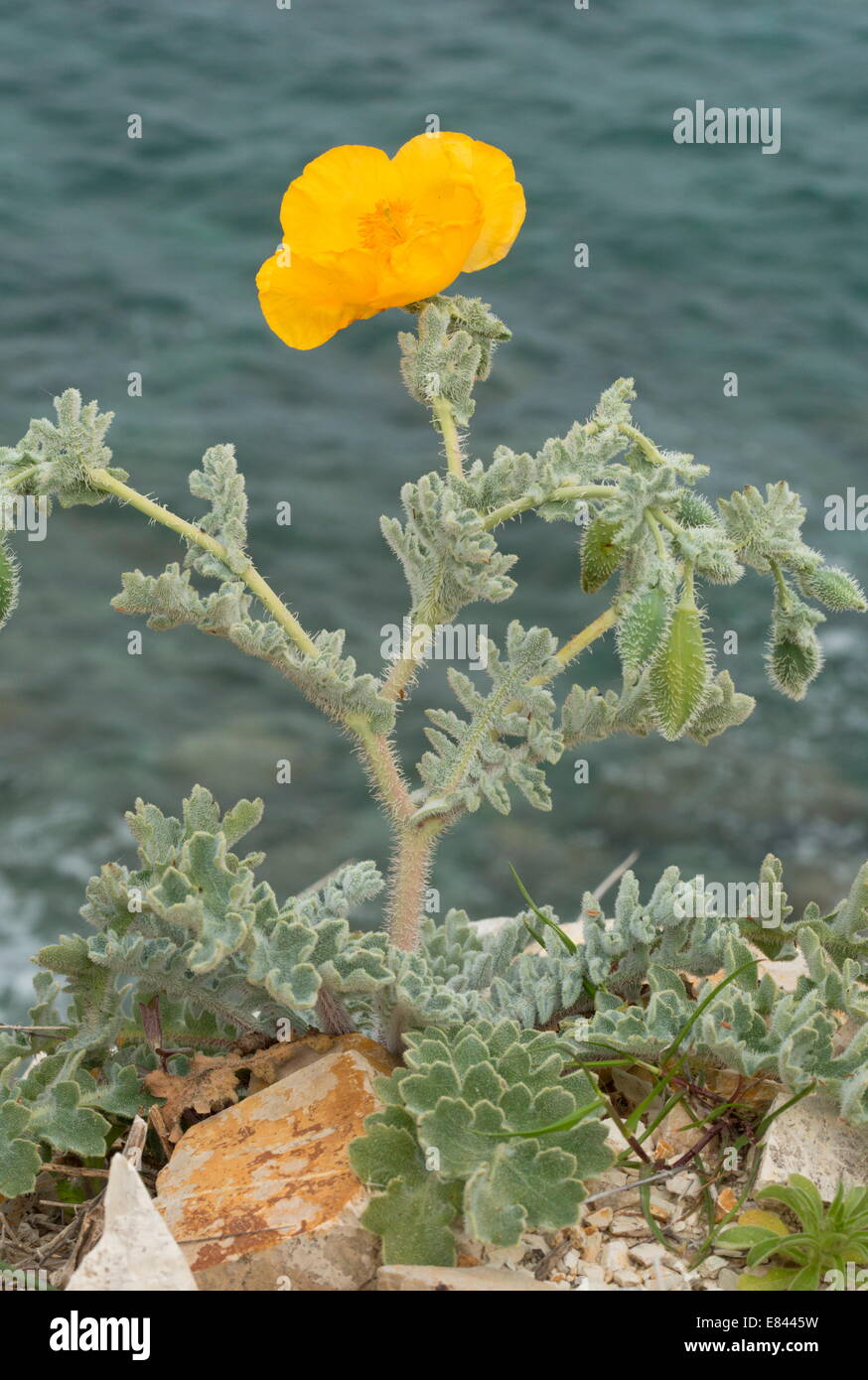 Il giallo papavero cornuto, Glaucium flavum in fiore, con il mare alle spalle. Foto Stock
