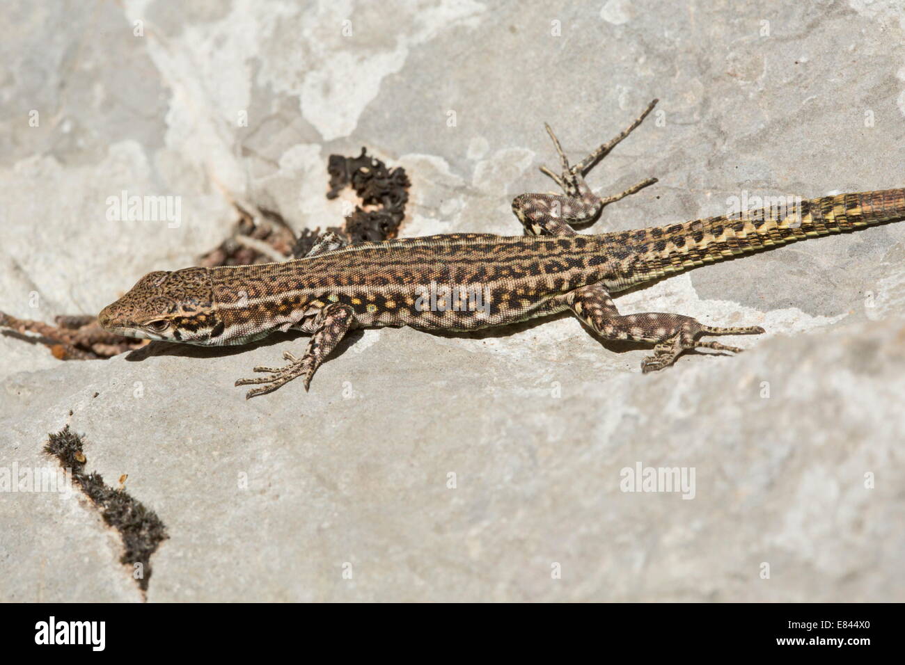 Bedriaga Rock Lizard, Lacerta bedriagae sul calcare del Supramonte, Sardegna, Italia. Foto Stock