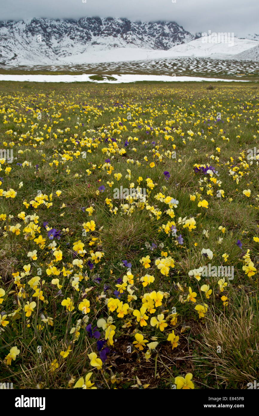 Masse di un endemico pansy giallo, Viola eugeniae ssp. eugeniae e altri fiori sul Campo Imperatore, in Gran Sasso Nationa Foto Stock