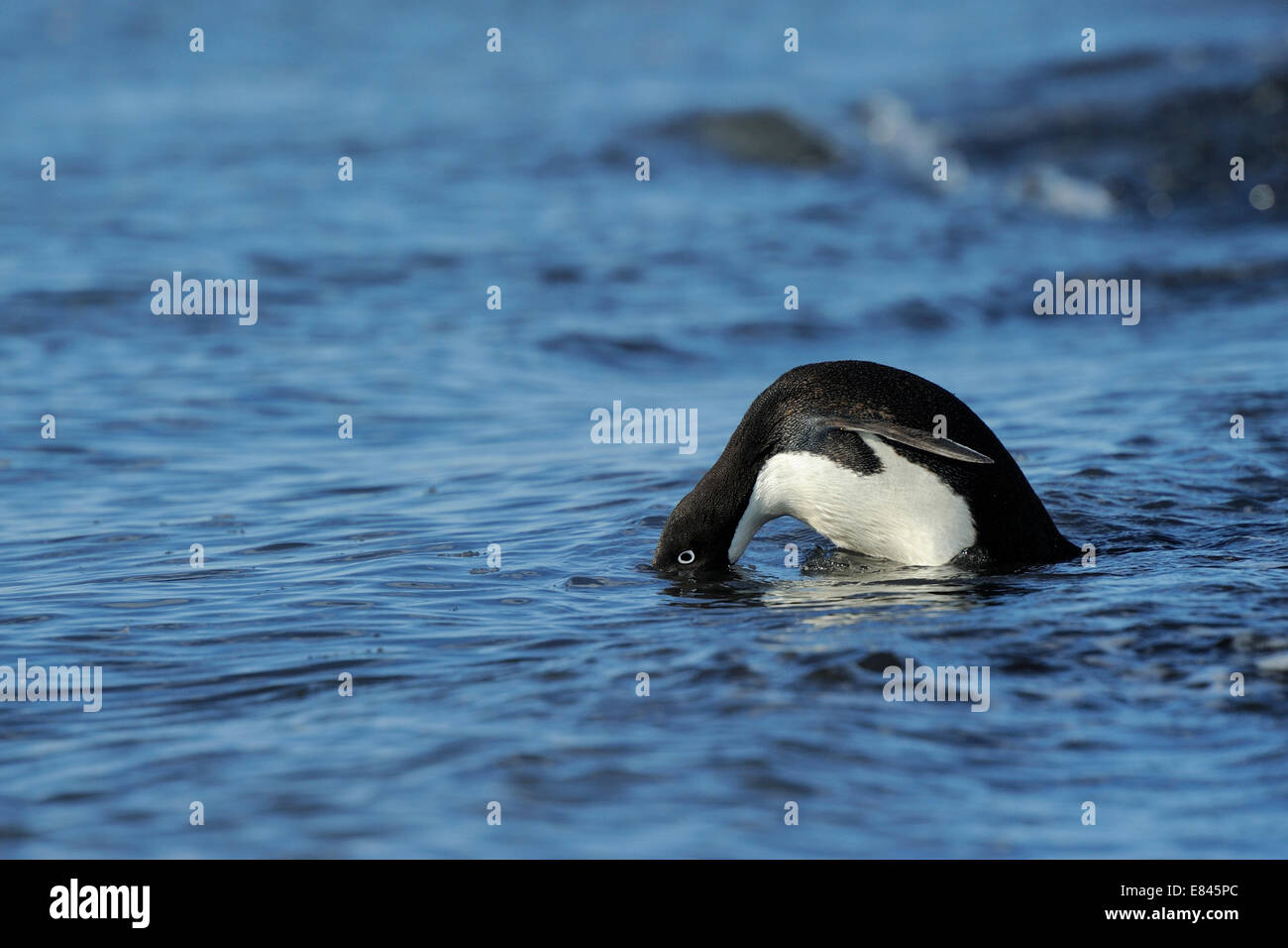 Adélie Penguin (Pygoscelis adeliae) cercando in acqua befoere andare in mare, Cape Adare, Antartide. Foto Stock
