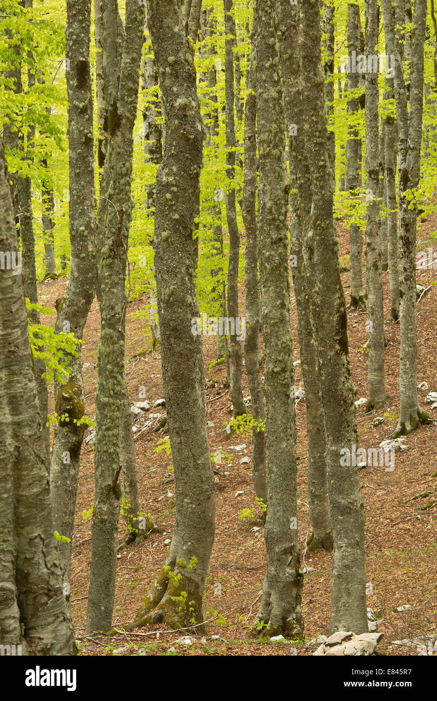 Boschi di faggi in primavera, sulla forza d'Acero, nel Parco Nazionale d'Abruzzo, Appennini, Italia. Foto Stock