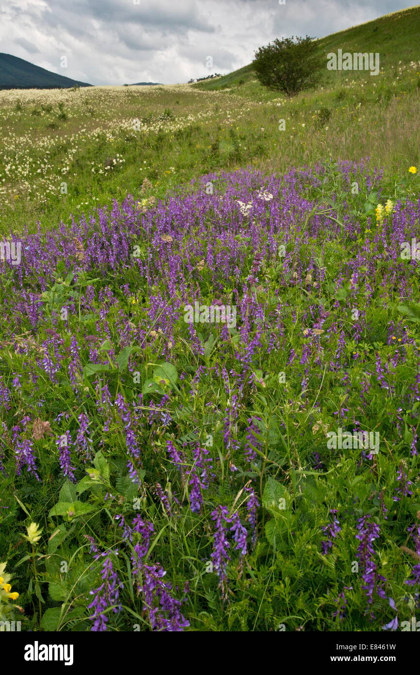 Intensamente-fiorito prato di fieno con strette-lasciarono la veccia, fieno sonaglio etc, vicino Maierus, Transilvania, Romania Foto Stock