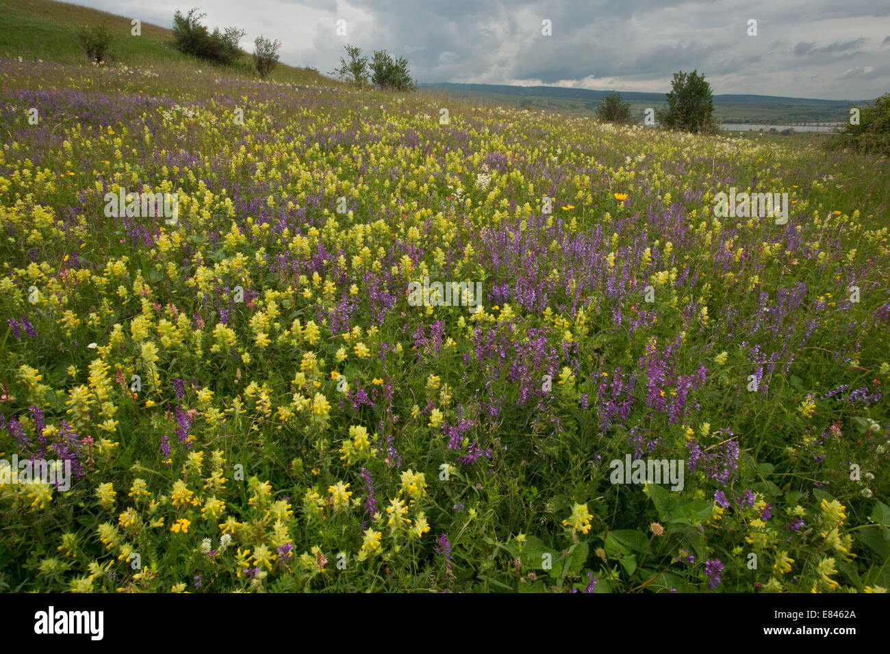 Intensamente-fiorito prato di fieno con strette-lasciarono la veccia, fieno sonaglio etc, vicino Maierus, Transilvania, Romania Foto Stock