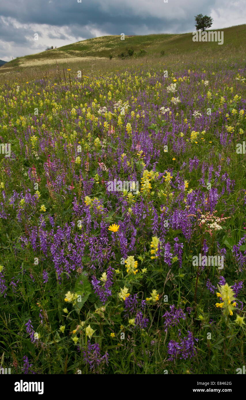 Intensamente-fiorito prato di fieno con strette-lasciarono la veccia, fieno sonaglio etc, vicino Maierus, Transilvania, Romania Foto Stock