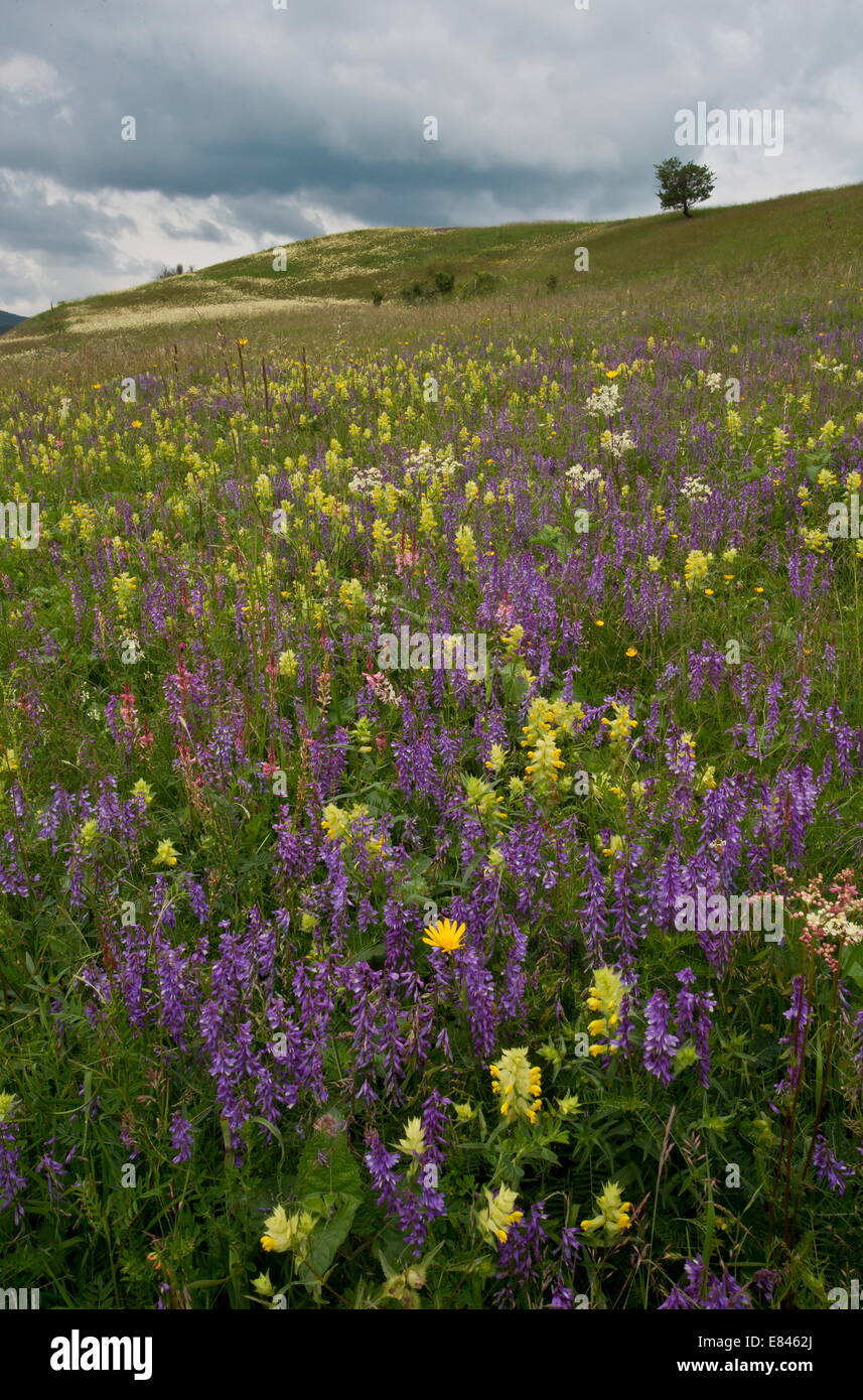 Intensamente-fiorito prato di fieno con strette-lasciarono la veccia, fieno sonaglio etc, vicino Maierus, Transilvania, Romania Foto Stock