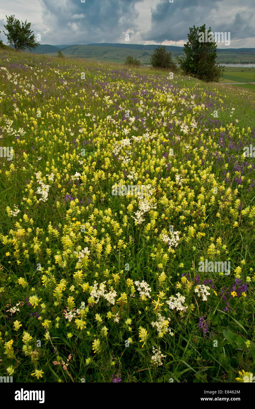 Intensamente-fiorito di fieno prato con wild clary, fieno rattle, dropwort etc, vicino Maierus, Transilvania, Romania Foto Stock