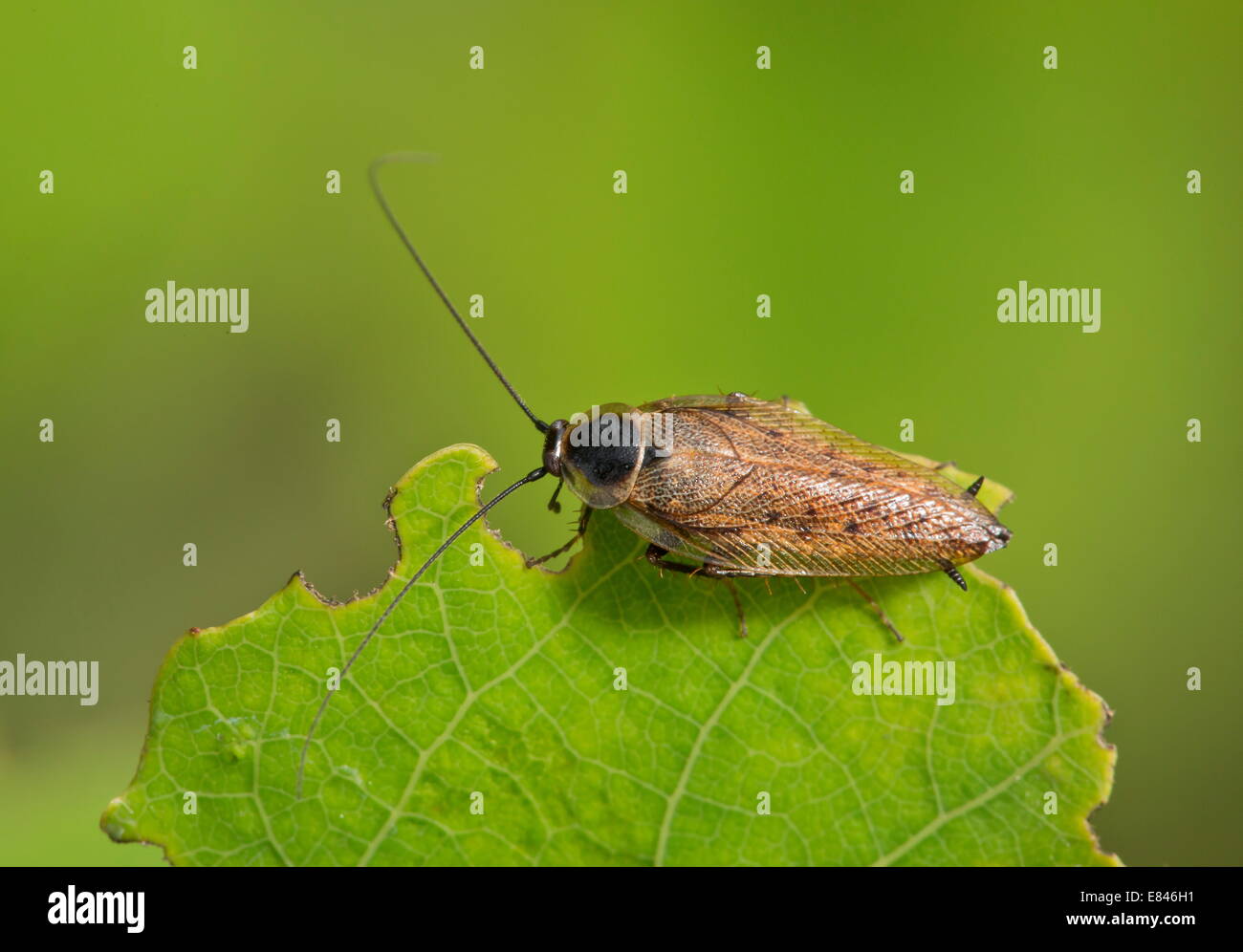 Voce maschile Dusky scarafaggio, Ectobius lapponicus appollaiato. Non-specie di peste. Nativo nel Regno Unito. Foto Stock