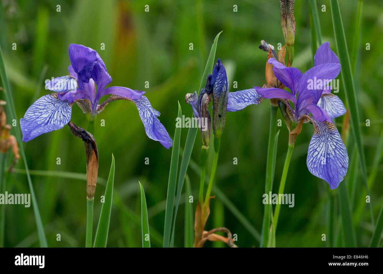 Siberian Iride / Bandiera siberiana, Iris sibirica nel selvaggio in una palude in Romania Foto Stock