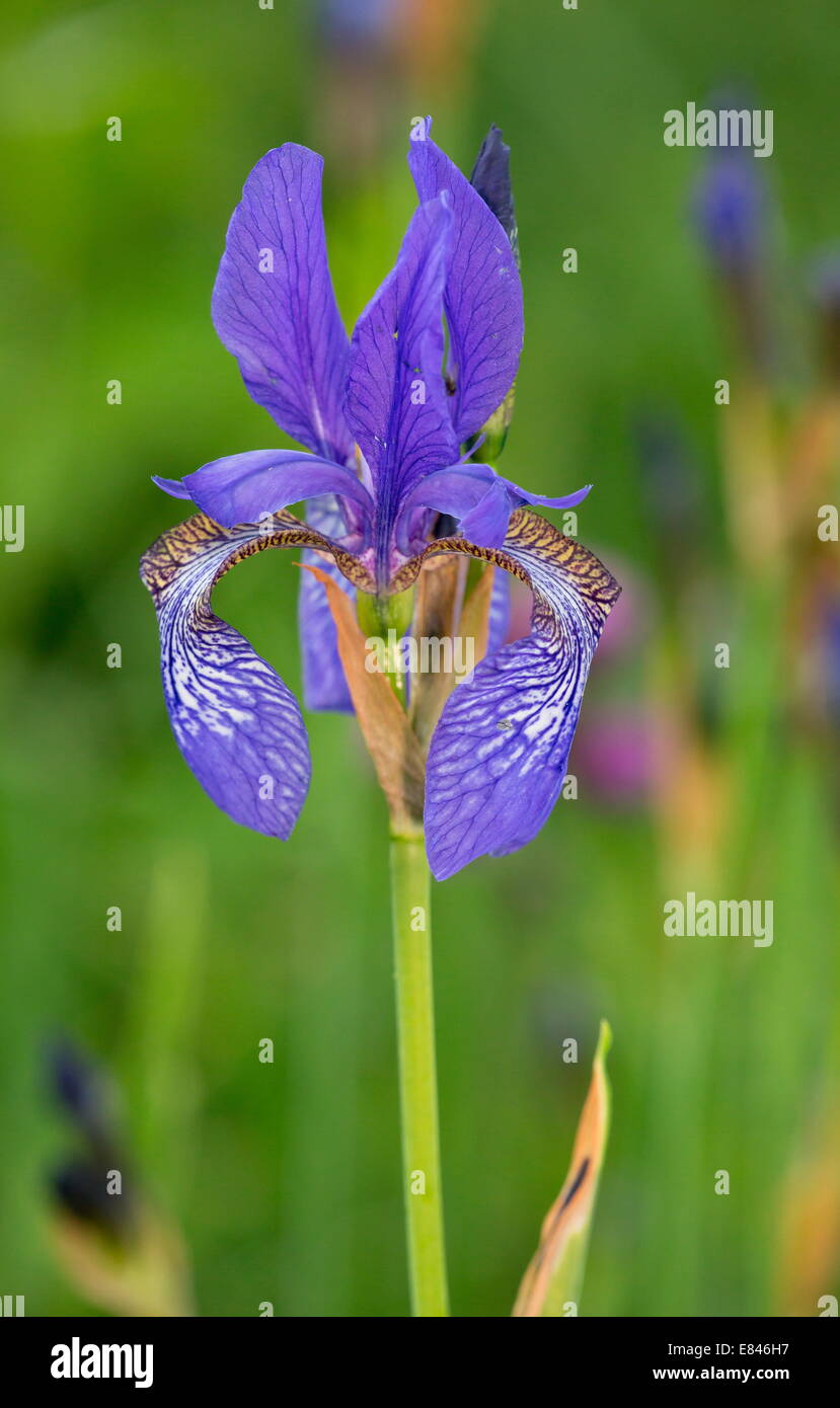 Siberian Iride / Bandiera siberiana, Iris sibirica nel selvaggio in una palude in Romania Foto Stock