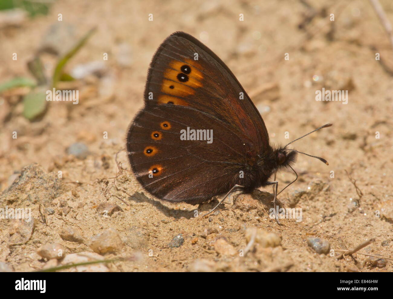 Woodland Ringlet, Erebia medusa, risolta con ante chiuse. La Romania. Foto Stock