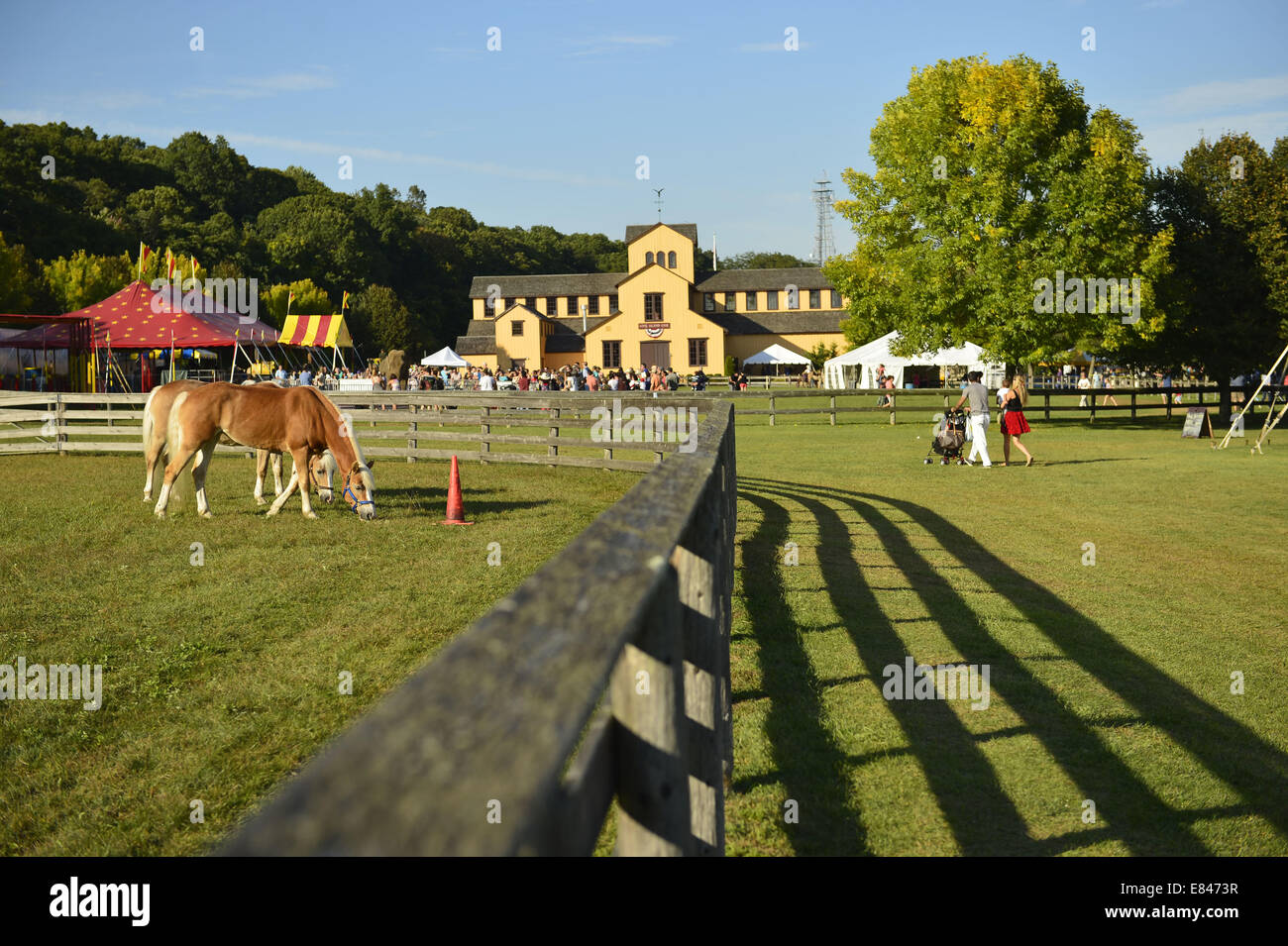 Old Bethpage, New York, Stati Uniti d'America. 28 Sep, 2014. Palomino cavalli pascolano su erba all'interno di una stecca di legno recinzione, con la grande sala espositiva in background, all'172nd Long Island equo, sei giorni di autunno county fair tenuta alla fine di settembre e i primi di ottobre. Un evento annuale dal 1842, il vecchio-time festival è ora tenuto a una ricostruzione di una fiera al vecchio villaggio di Bethpage restauro. Il Palomino ha un rivestimento in oro bianco e la criniera e la coda. © Ann Parry/ZUMA filo/Alamy Live News Foto Stock