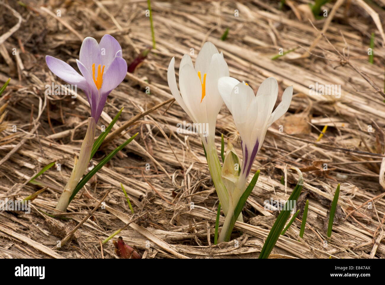 La molla di crochi, crocus vernus, fioritura dopo la neve si scioglie nelle montagne del Vercors, Francia. Foto Stock