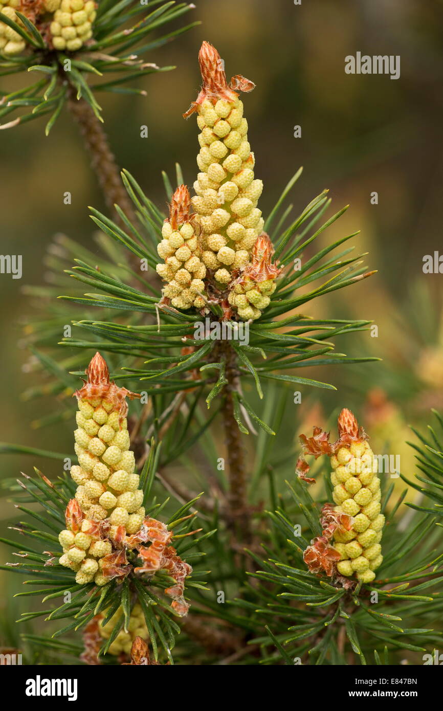 Pino silvestre, Pinus sylvestris, fiori maschili in primavera. Foto Stock