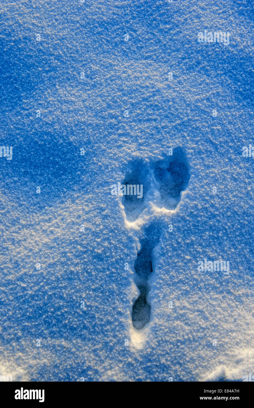 Brown lepre Lepus europaeus tracce nella neve invernale di Norfolk Foto Stock