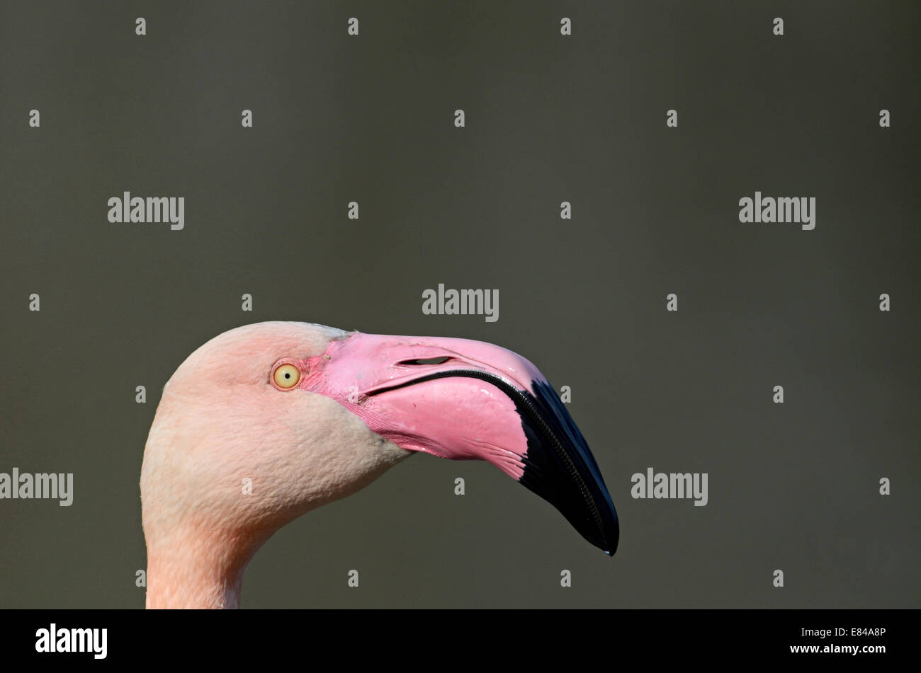 Fenicottero rosa Phoenicopterus roseus Camargue Francia Foto Stock