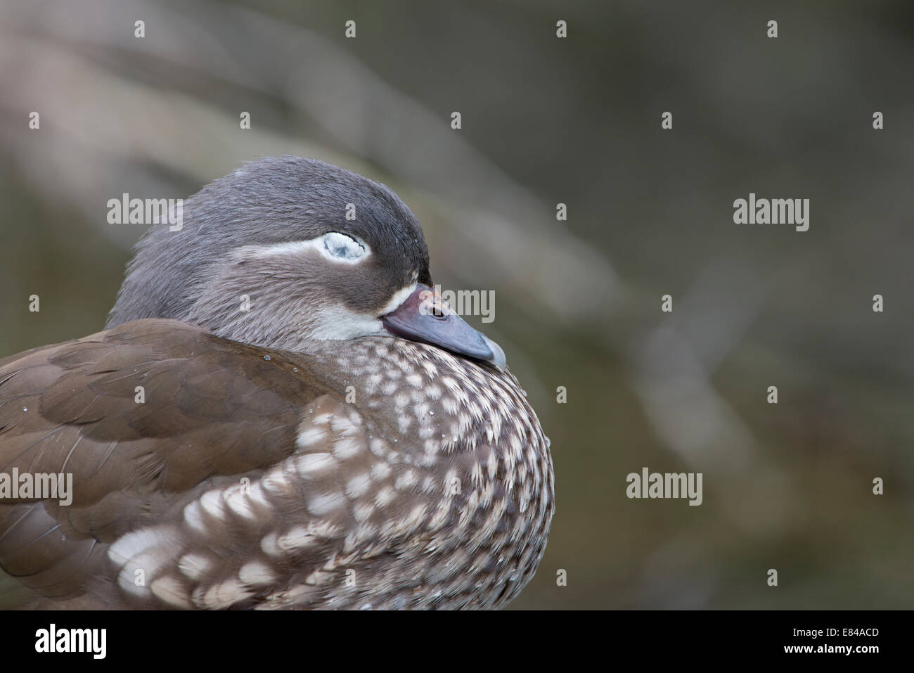 Anatra Mandarina Aix galericulata sequenza femmina dell'occhio aperto e chiuso Arundel Regno Unito Foto Stock