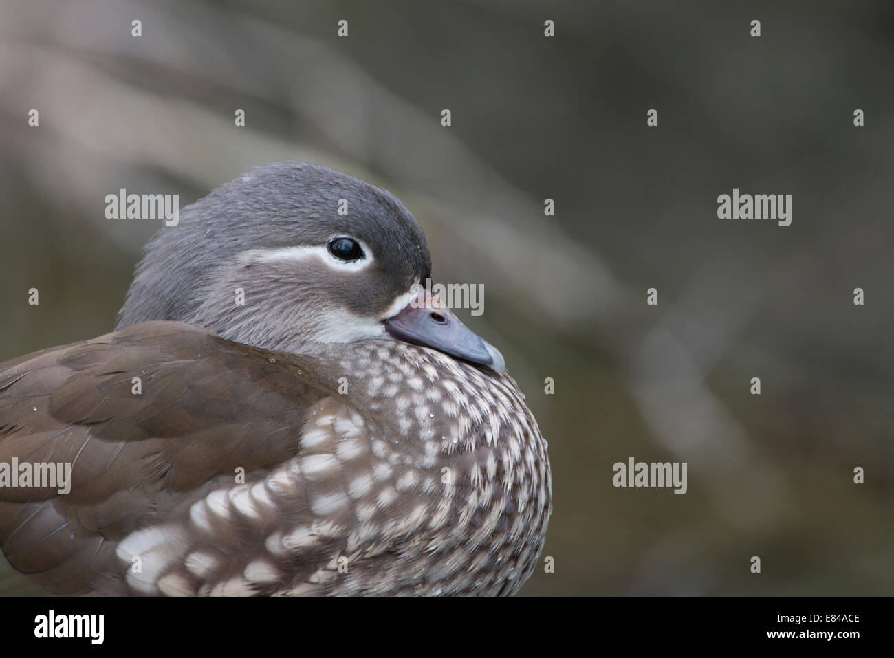 Anatra Mandarina Aix galericulata sequenza femmina dell'occhio aperto e chiuso Arundel Regno Unito Foto Stock