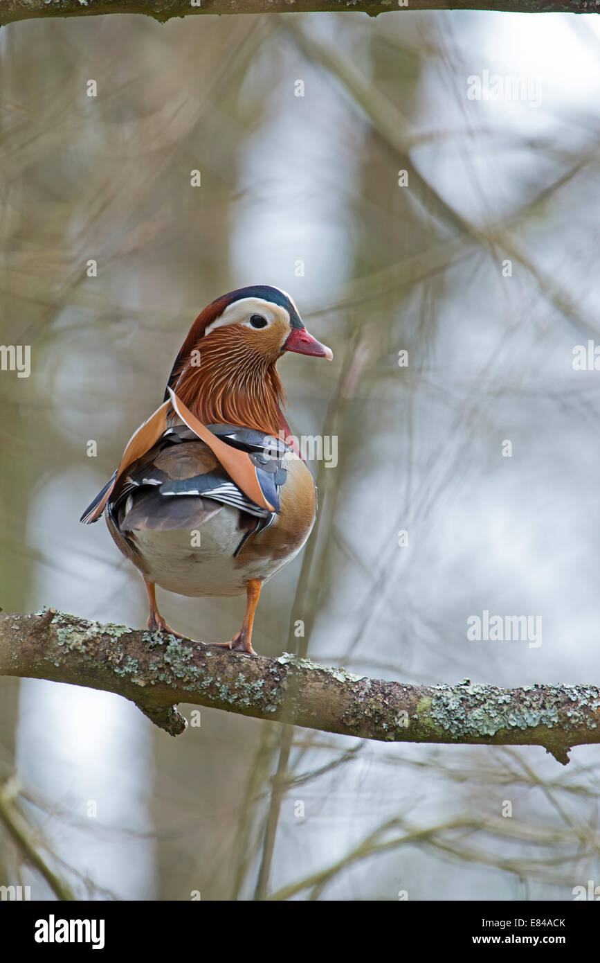 Anatra Mandarina Aix galericulata maschio Arundel Regno Unito Foto Stock