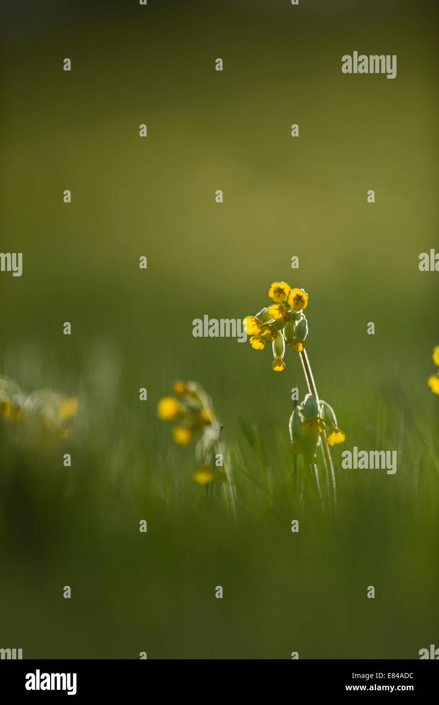 Cowslips Primula veris crescendo in fiore prato in North Norfolk Aprile Foto Stock