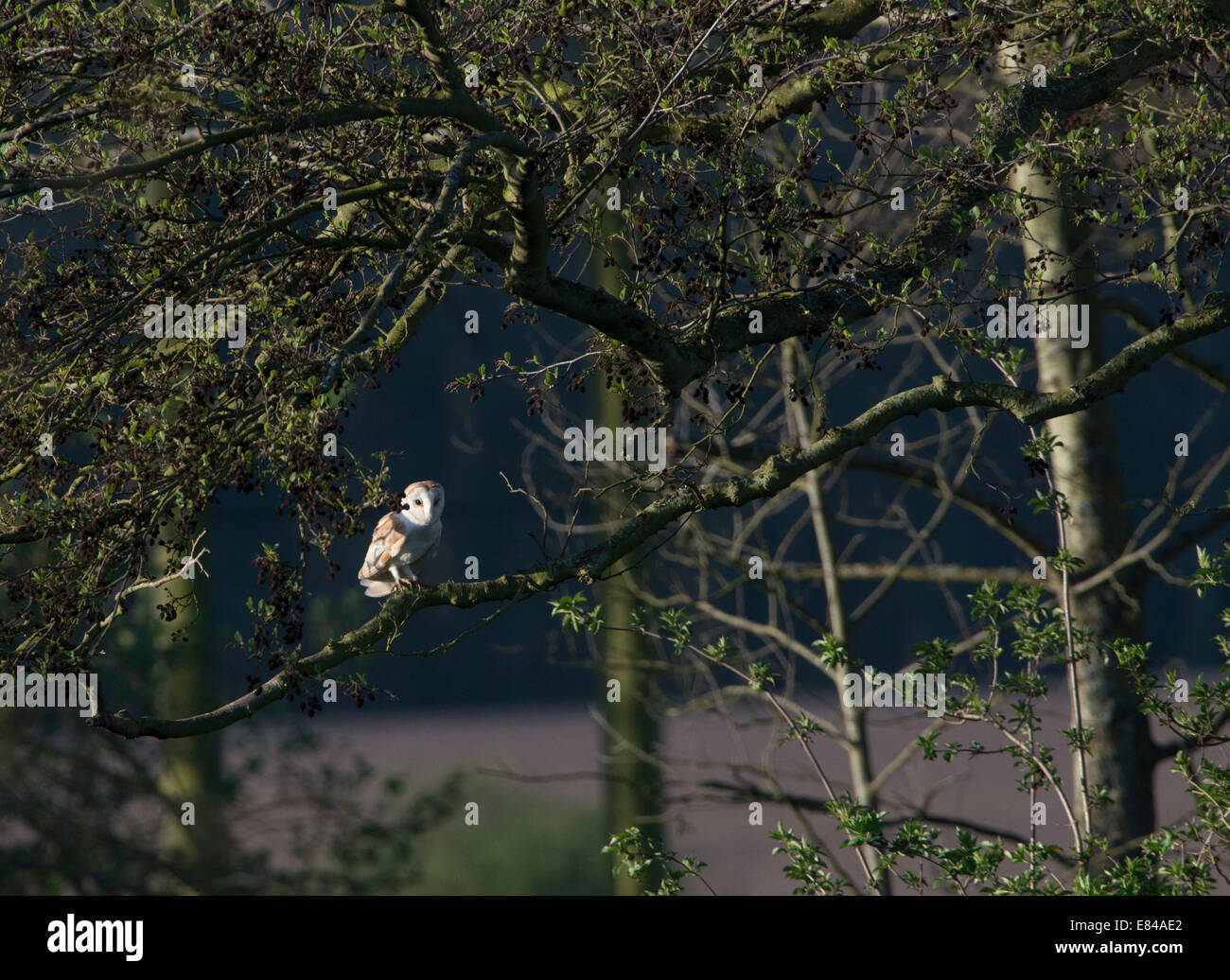 Barbagianni Tyto alba Norfolk Aprile Foto Stock