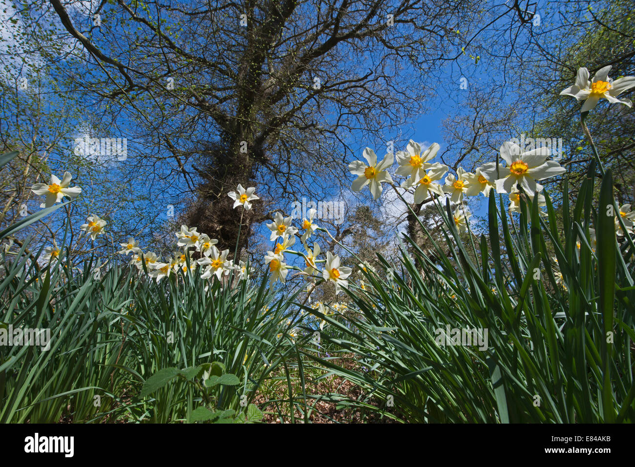 Giunchiglie in primavera in legno Thursford Norfolk Foto Stock