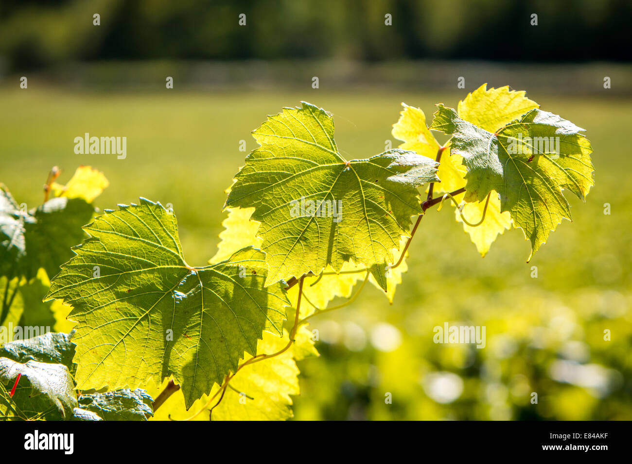 Foglie di vite al sole Foto Stock