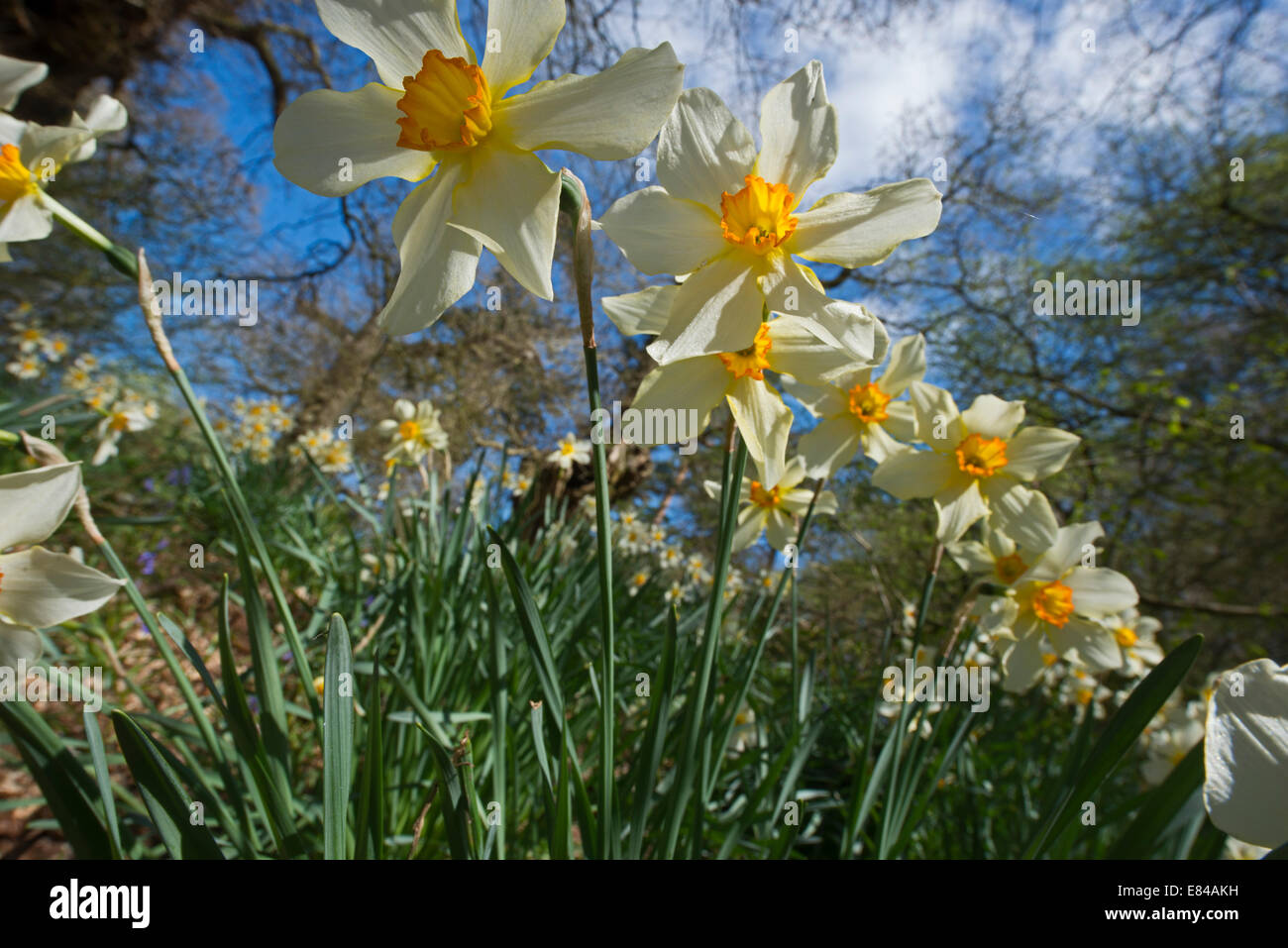 Giunchiglie in primavera in legno Thursford Norfolk Foto Stock