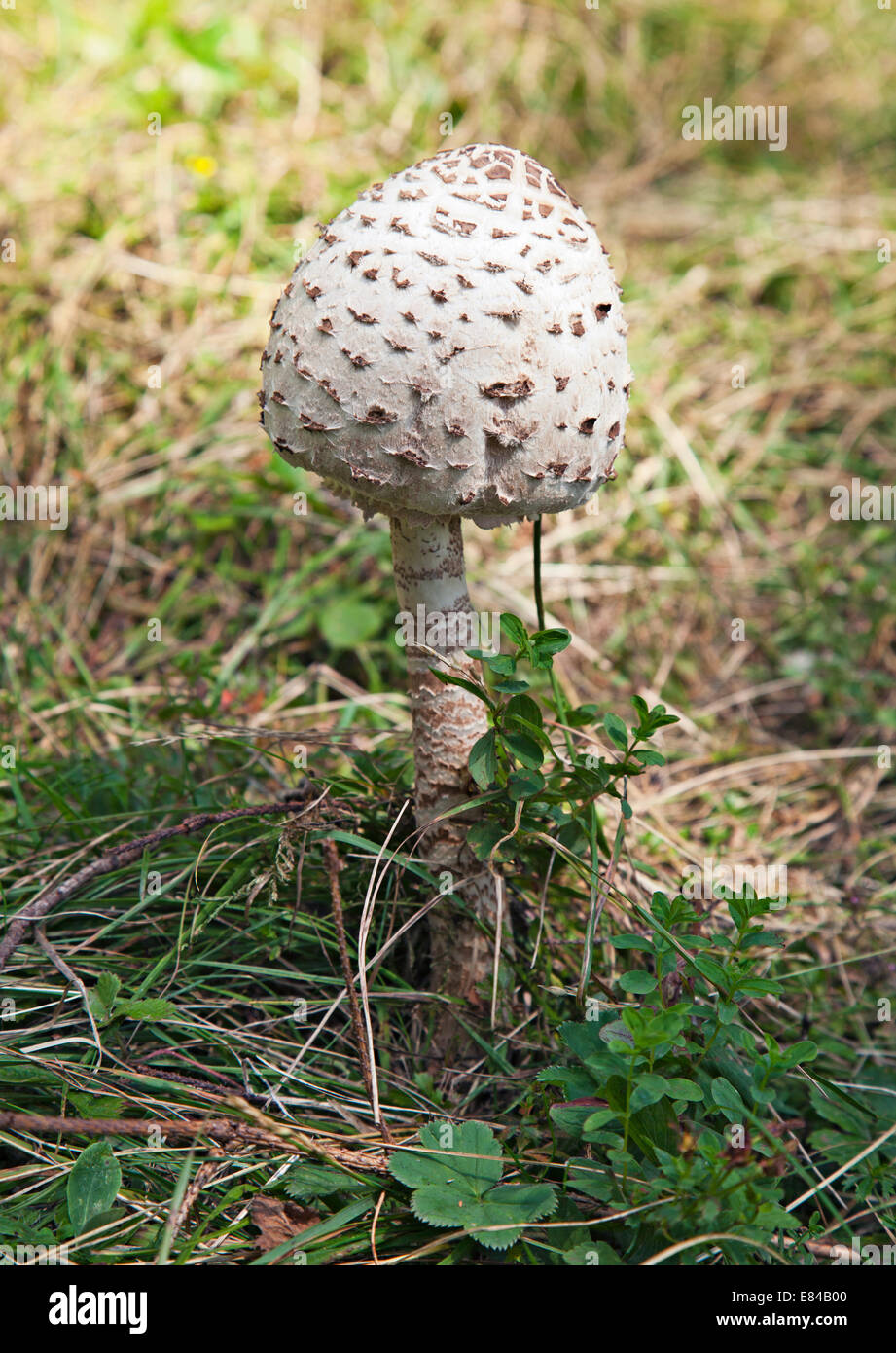 Fungo velenoso con testa bianca nella foresta Foto Stock
