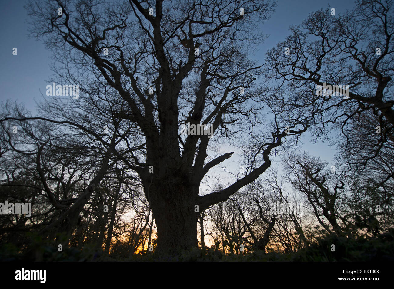 Pollarded antica quercia in legno Thursford North Norfolk primavera Foto Stock