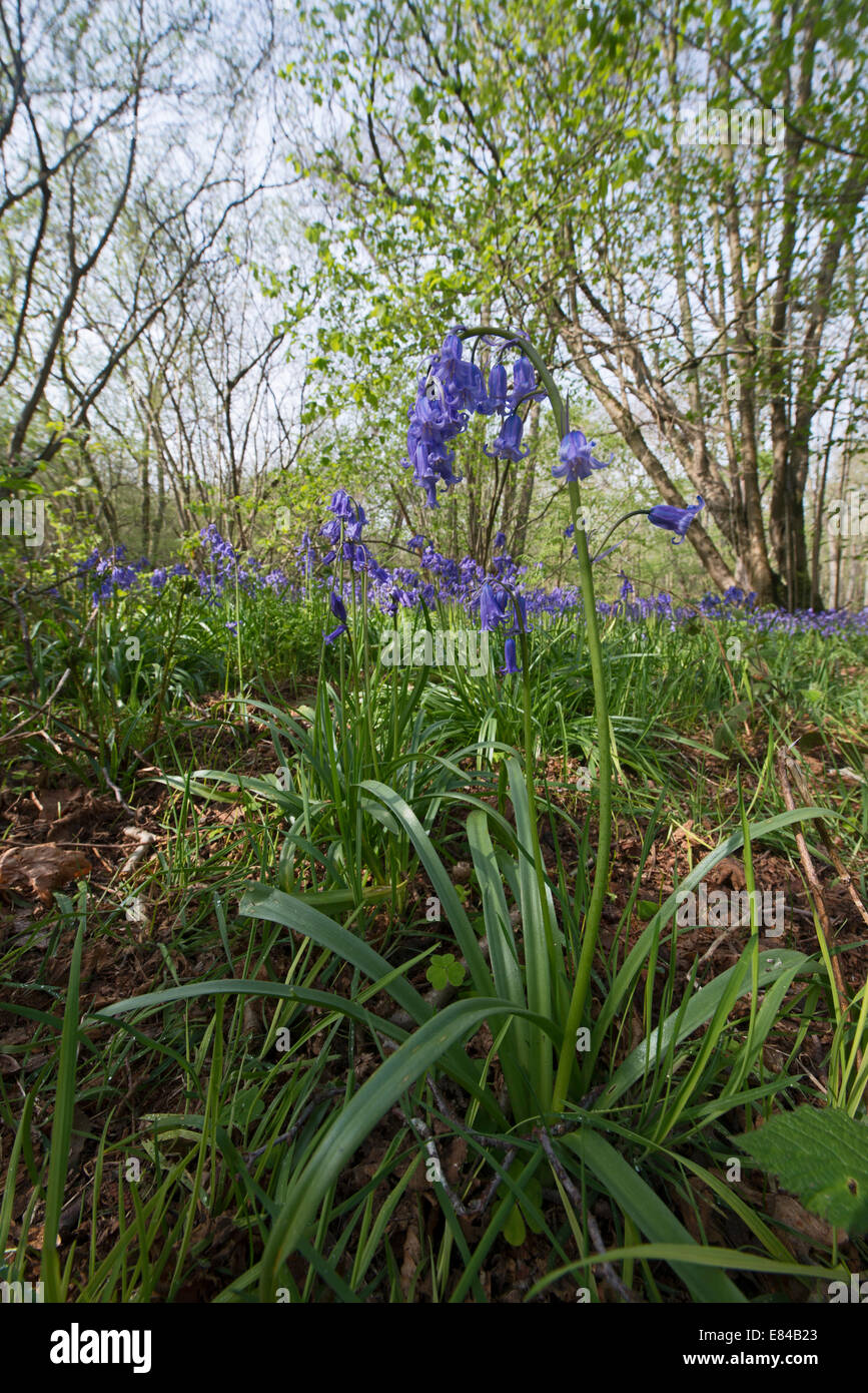Bluebells Hyacinthoides non scripta Foxley legno NNR & Norfolk Wildlife Trust Reserve Norfolk Foto Stock