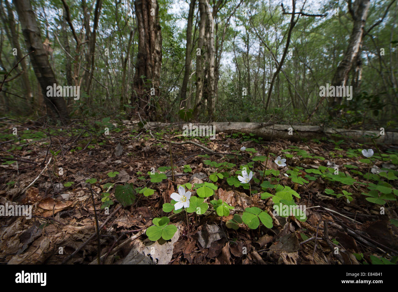 Legno comune acetosella Oxalis acetosella Foxley legno Riserva Naturale Nazionale Norfolk molla Foto Stock