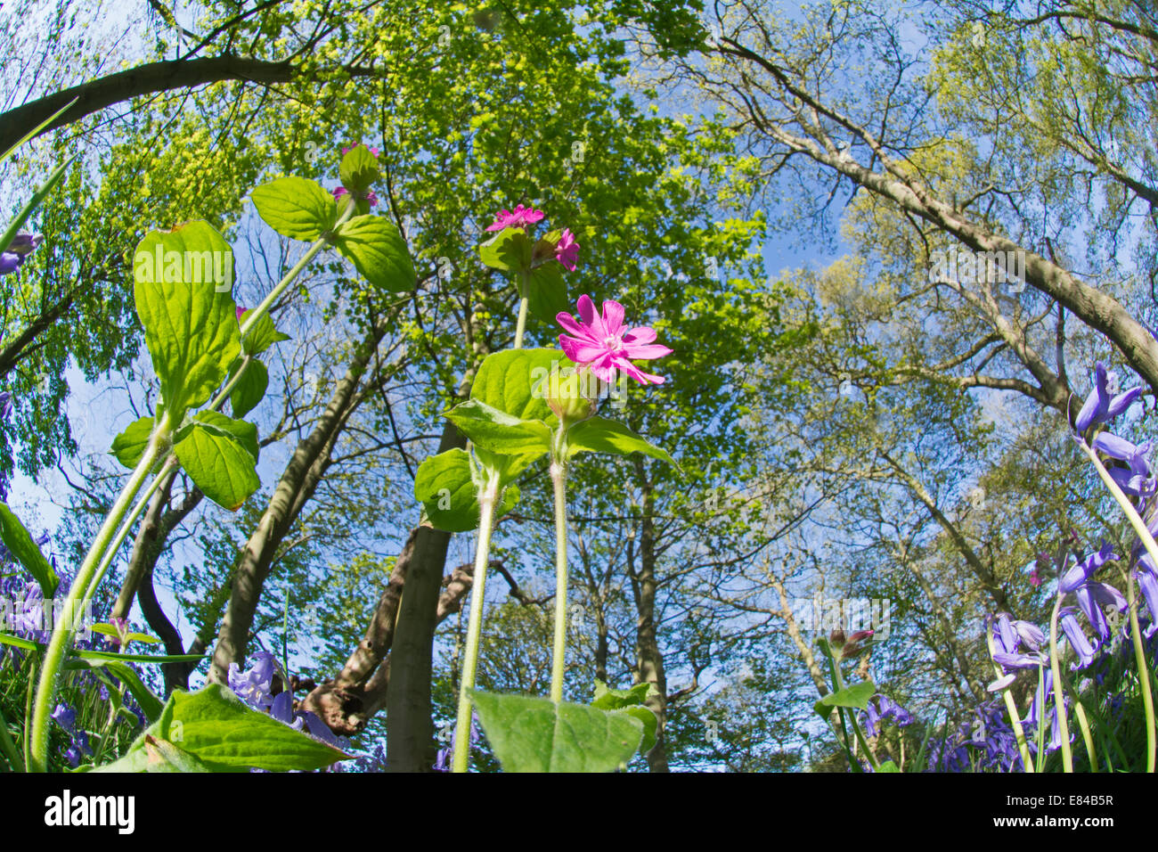 Red Campion Silene dioica legno Thursford North Norfolk molla Foto Stock