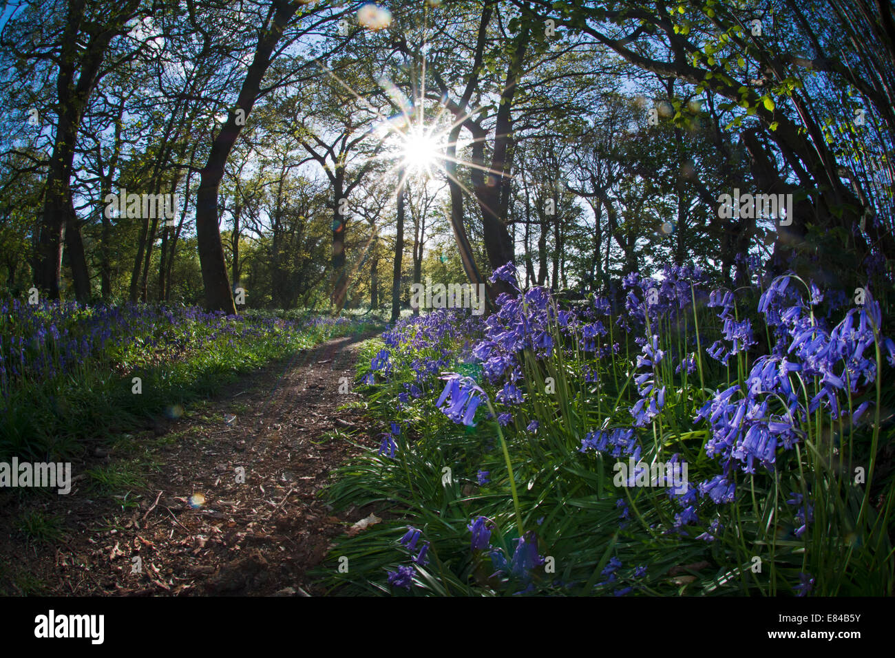 Bluebells Hyacinthoides non scripta in legno Thursford Norfolk Wildlife Trust Reserve North Norfolk molla Foto Stock