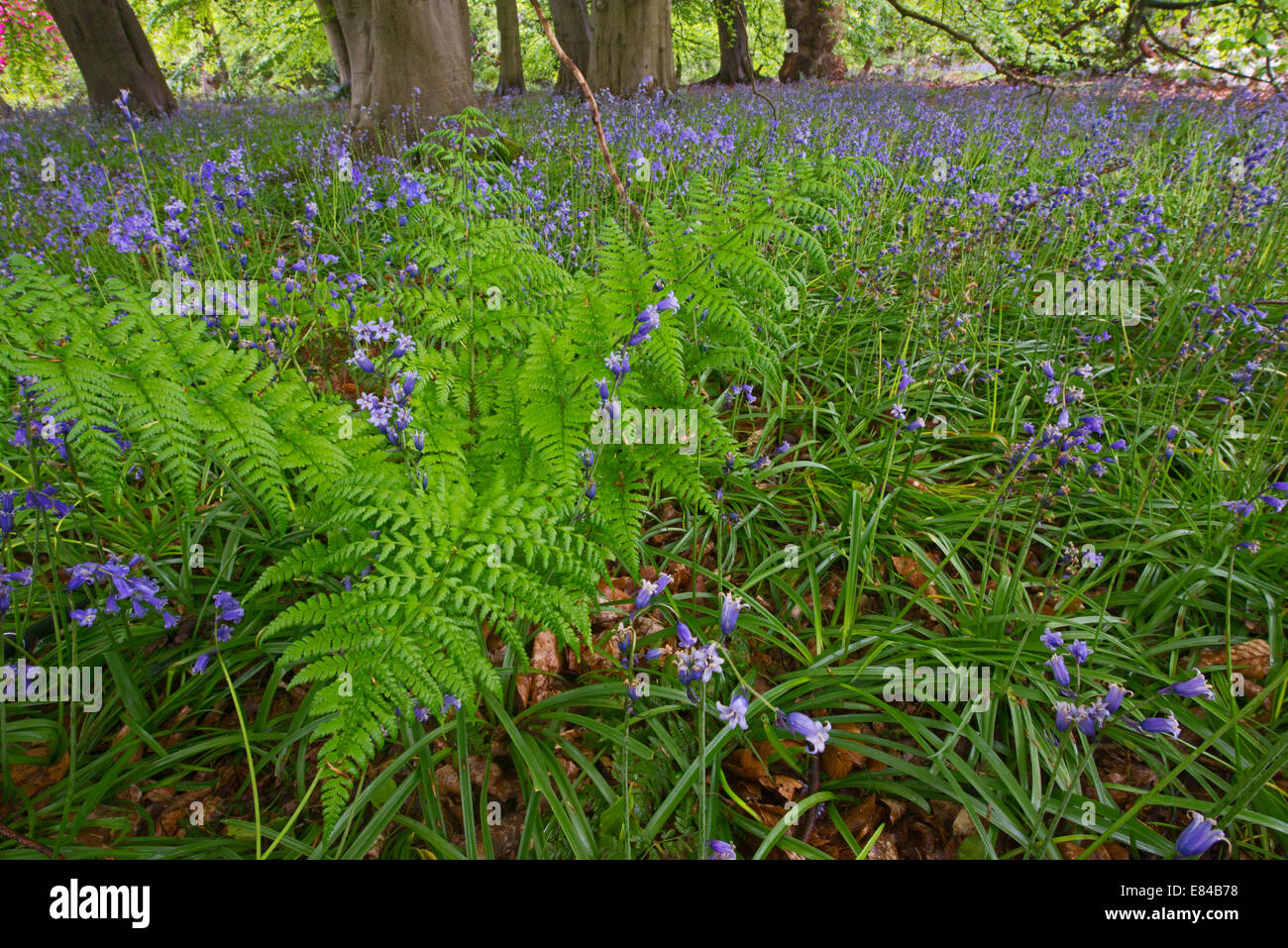 Thursford Norfolk Wildlife Trust Reserve in primavera Norfolk Foto Stock