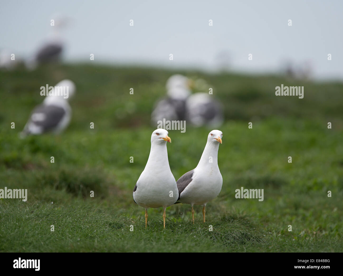 Lesser black-backed Gabbiani Larus fuscus sull isola di fiocco farne Islands Northumberland può Foto Stock