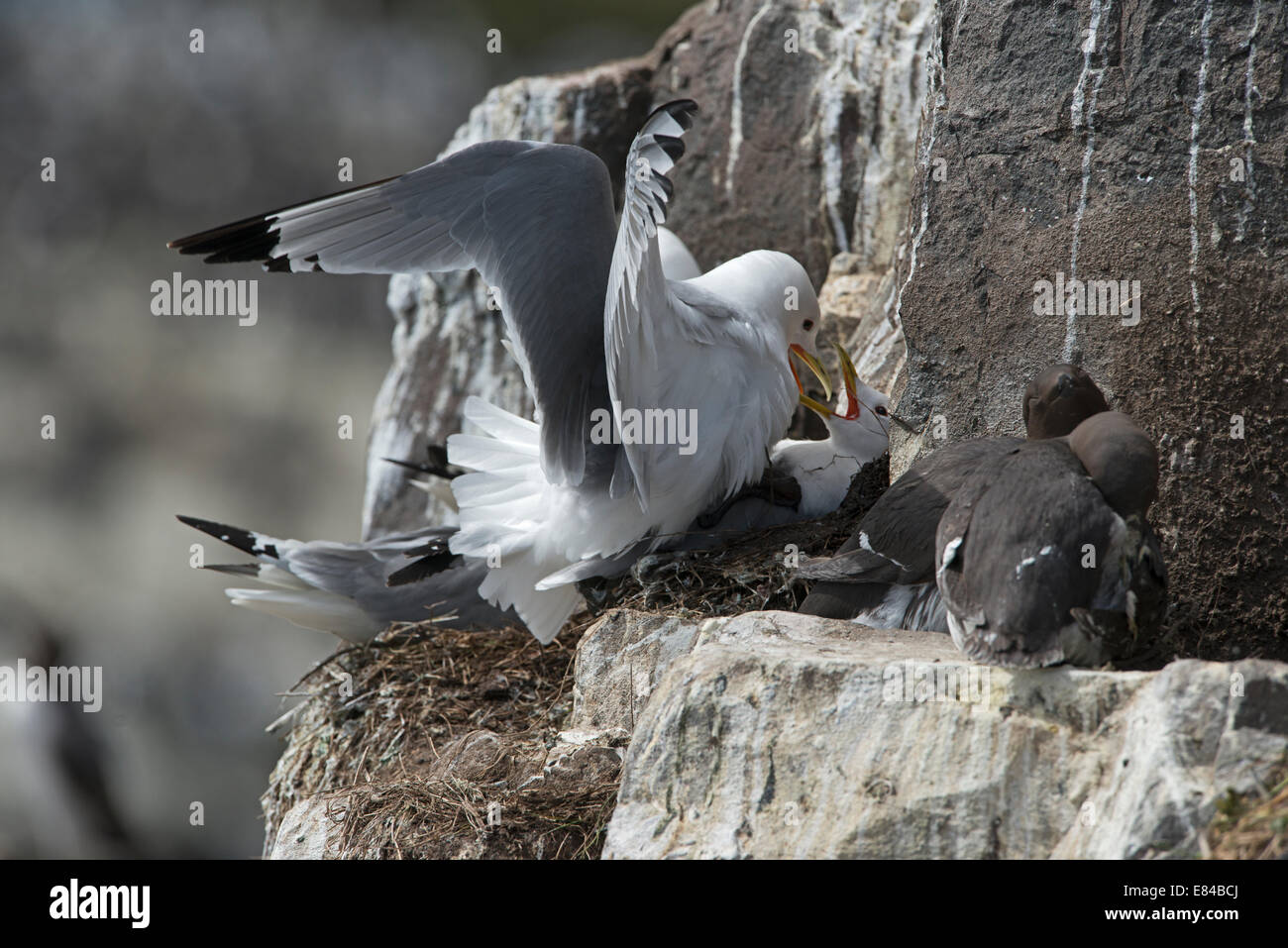 Nero-Kittiwake zampe Rissa tridactyla farne Islands Northumberland Giugno Foto Stock