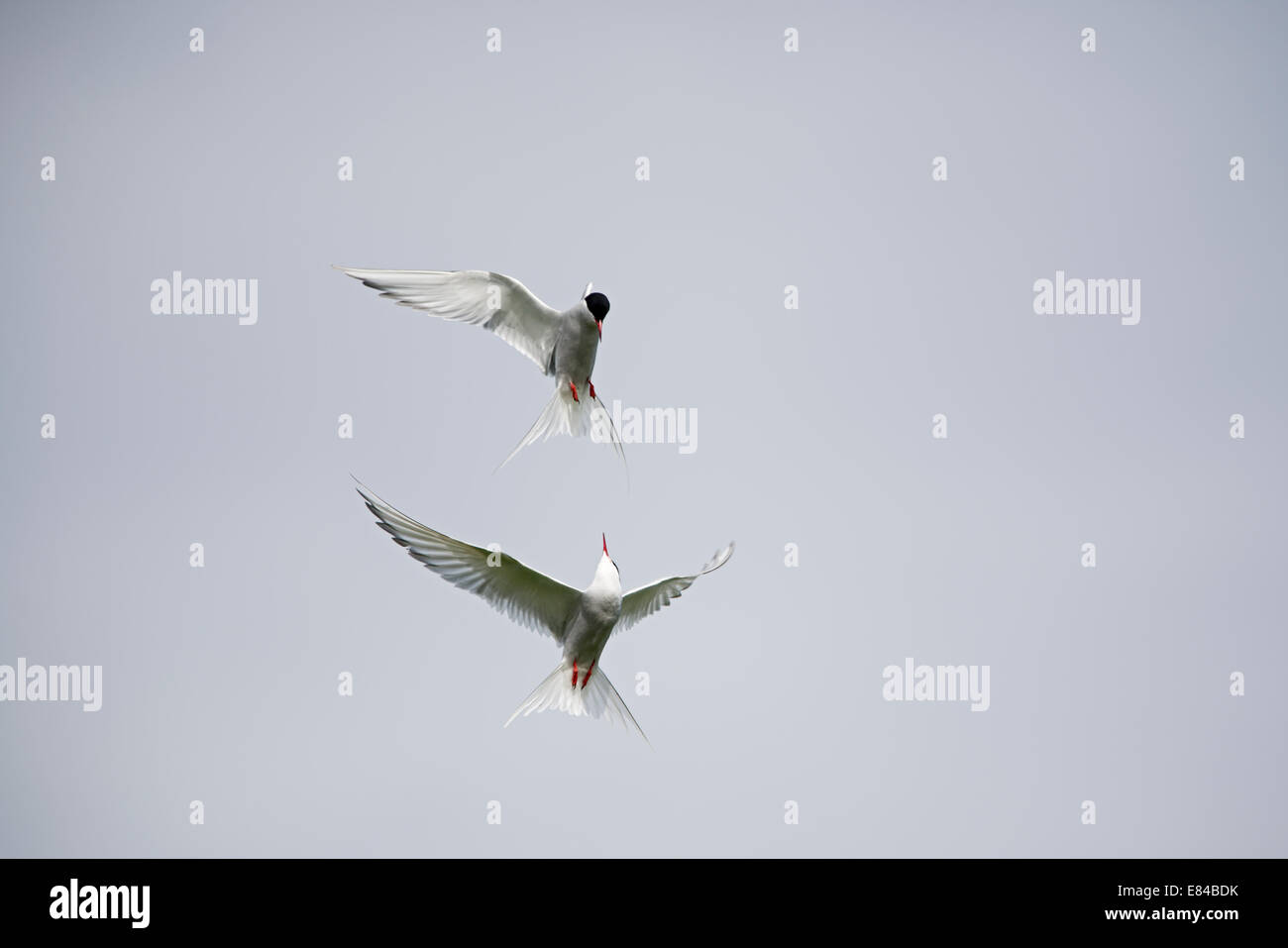 Le sterne artiche Sterna paradisaea litigando all interno di colonie farne farne Islands Northumberland Foto Stock