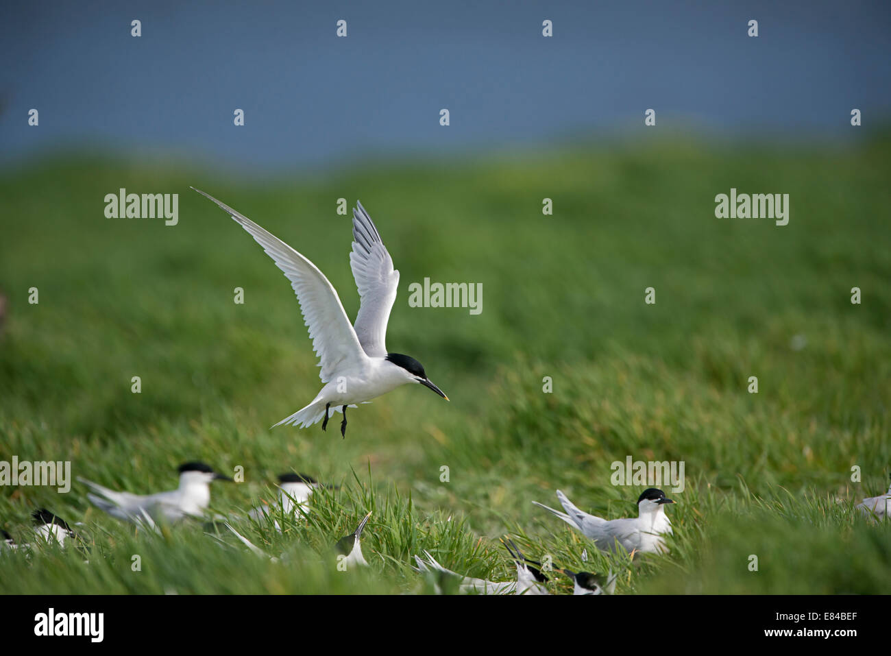 Sandwich Tern Thalasseus sandvicensis colonia su farne interno isole farne Northumberland Giugno Foto Stock