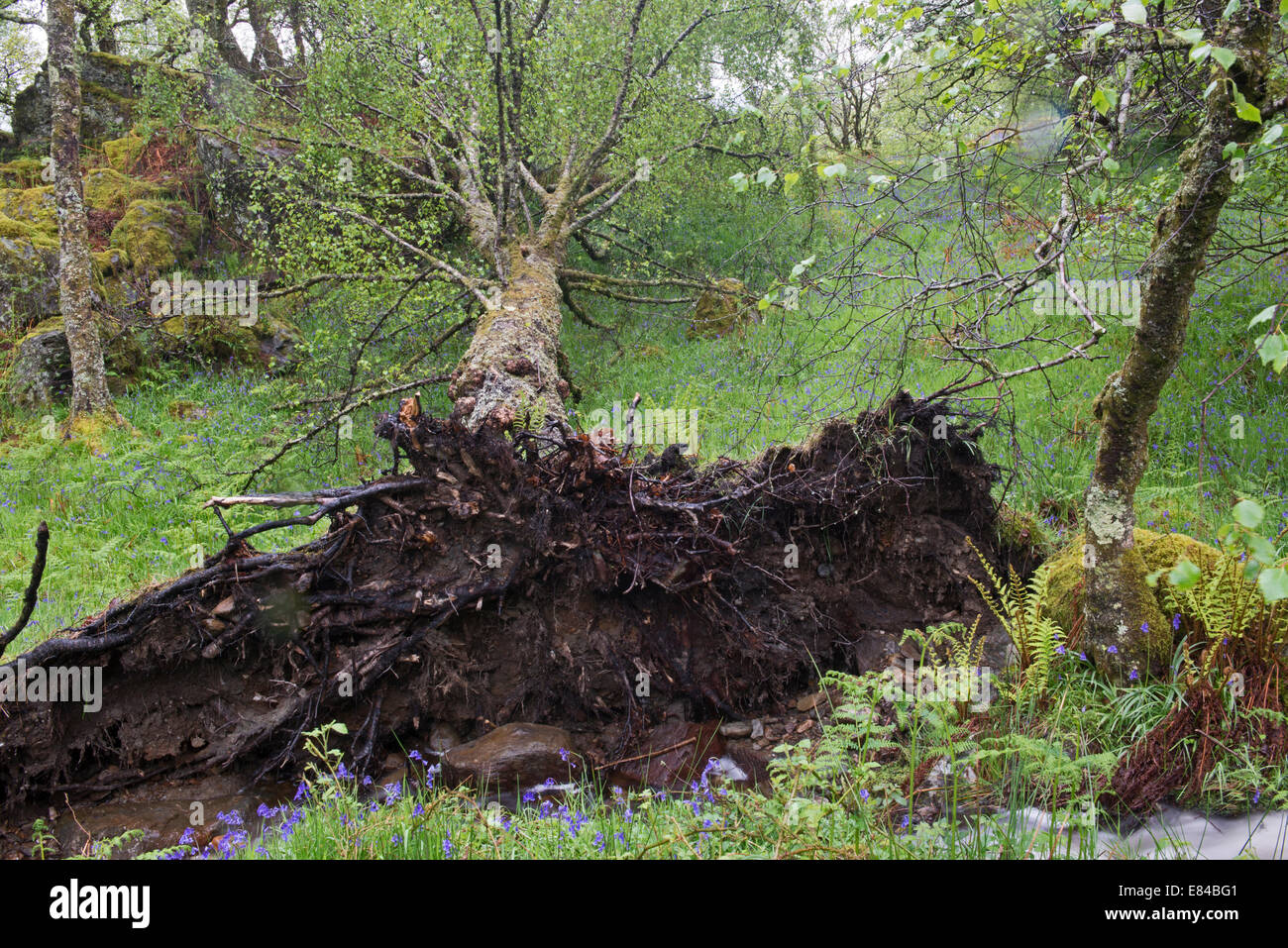 Inversnaid RSPB riserva sulle rive di Loch Lomond Scozia nel maggio Foto Stock