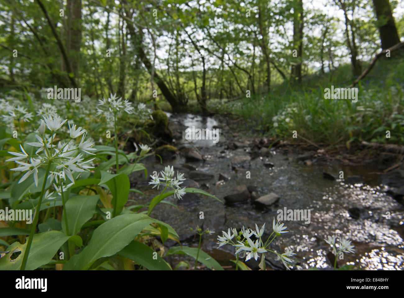 Aglio selvatico (Ramsons) Allium ursinum in crescita del flusso in legno di Cree riserva RSPB Dumfries & Galloway Scozia può Foto Stock