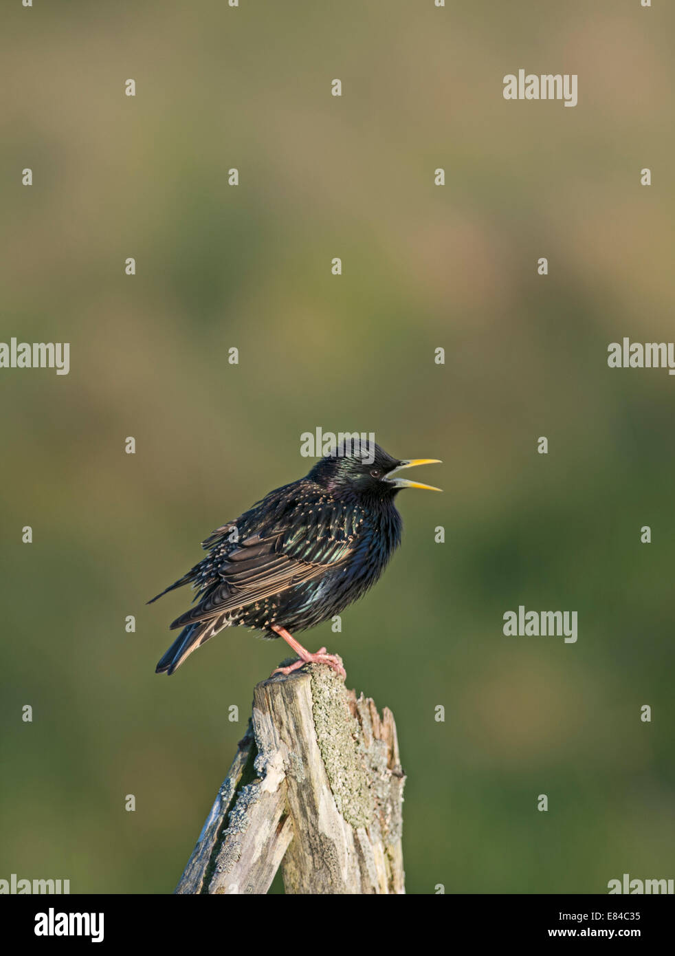 Starling Sturnus vulgarus sulla canzone post Shetland Giugno Foto Stock